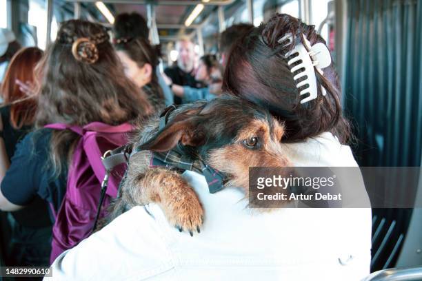 cute puppy dog traveling by bus in his owners arms with the bus full of people. - dog knotted in woman stock-fotos und bilder