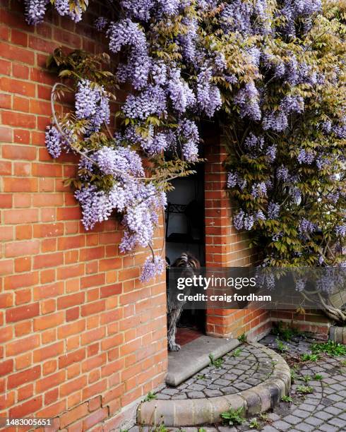 spring again - wisteria stock pictures, royalty-free photos & images