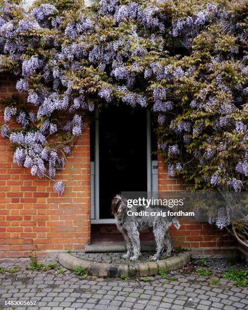 spring again - dog with rosette stock pictures, royalty-free photos & images