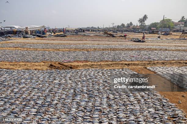 fish put out on the beach to dry - drying stock pictures, royalty-free photos & images