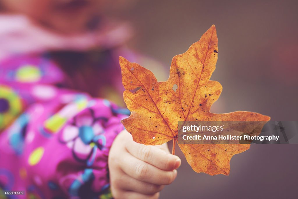 Child holding maple leaf