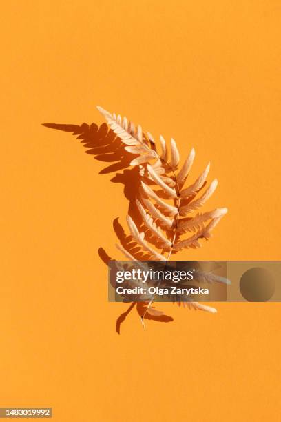 dried fern leaf on orange background in brightly lit. - wilted stock-fotos und bilder