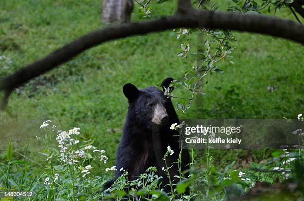 young black bear smelling wildflowers - asheville stock pictures, royalty-free photos & images