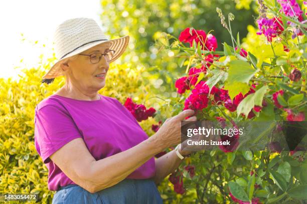 senior woman wearing hat examining red flowers in garden - green thumb stock pictures, royalty-free photos & images