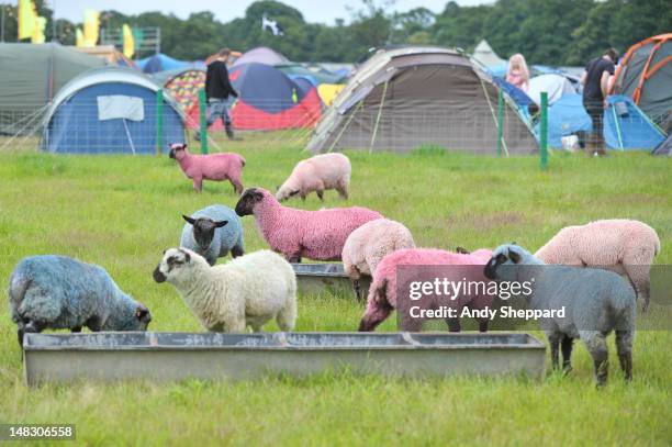 The traditional coloured sheep graze next to the campsite during Latitude Festival 2012 at Henham Park Estate on July 13, 2012 in Southwold, United...