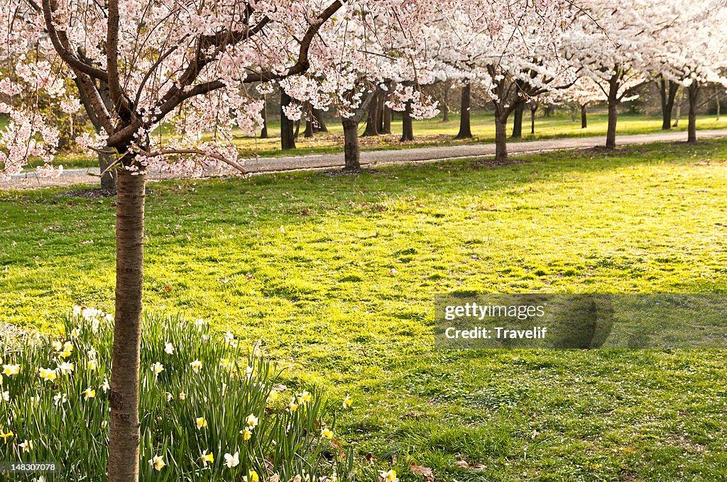 Daffodils and an avenue of cherry trees in a park