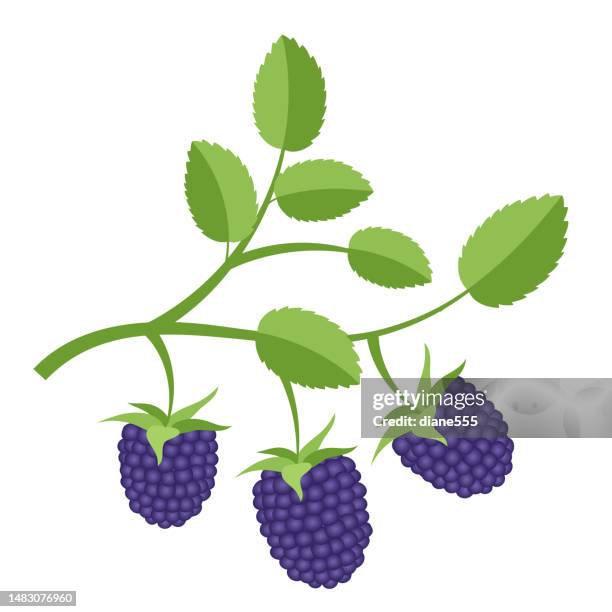 blackberries on a transparent background - blackberry stock illustrations