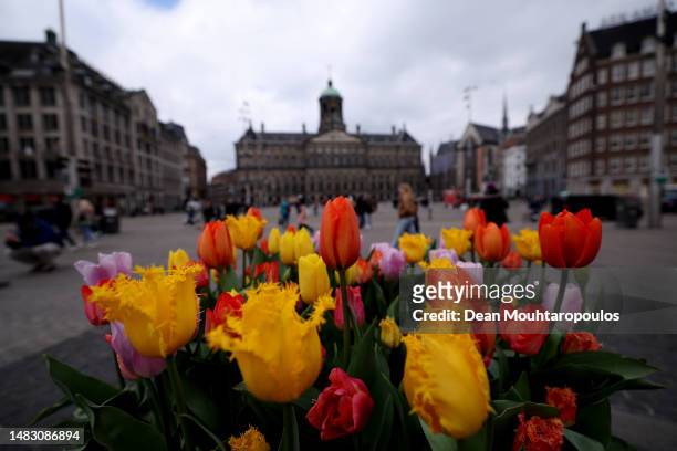 General view of the city centre tulips on Dam Square with the Royal Palace and the Nieuwe Kerk near the Red Light District, also called "De wallen"...