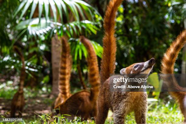 cute animal family coati - punta cana stock pictures, royalty-free photos & images