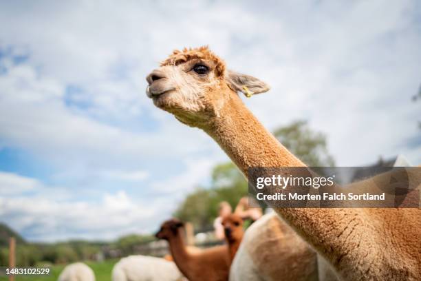 llamas enjoying their day out in the sun - tierhals stock-fotos und bilder