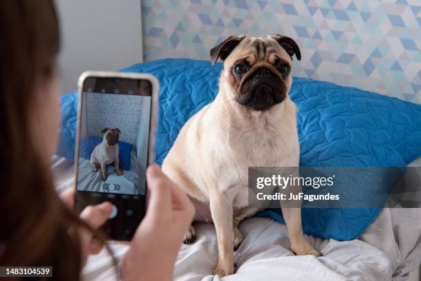 tirar foto de pug em casa com telefone celular - cute pug - fotografias e filmes do acervo