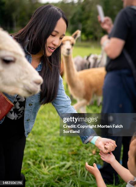 mom and child feeding a llama in norway - akershus fortress stock pictures, royalty-free photos & images