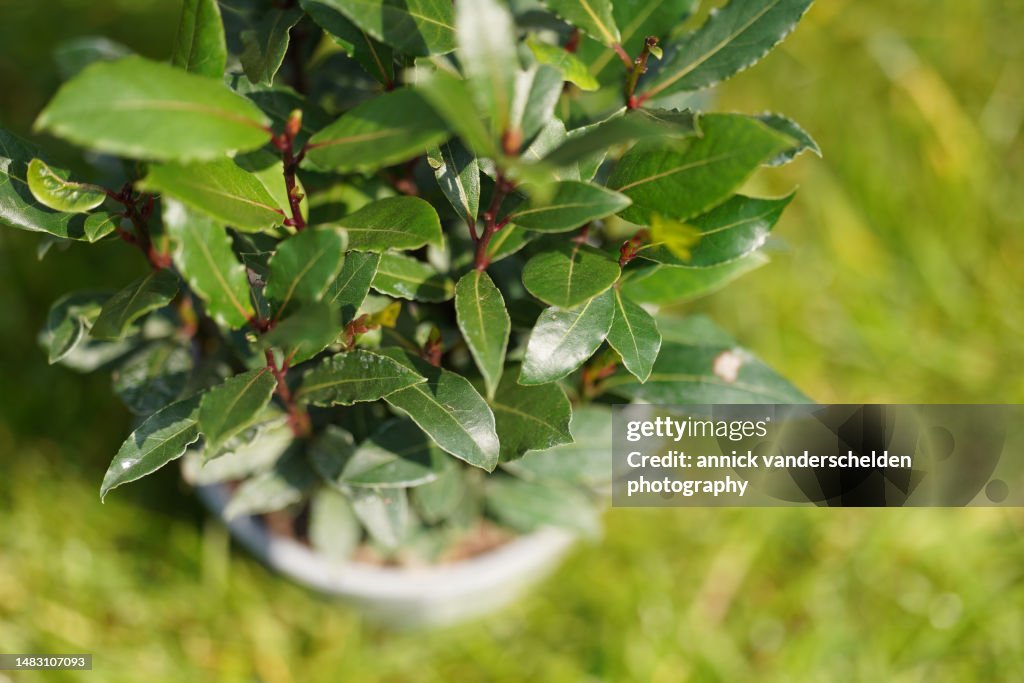 Laurus nobilis