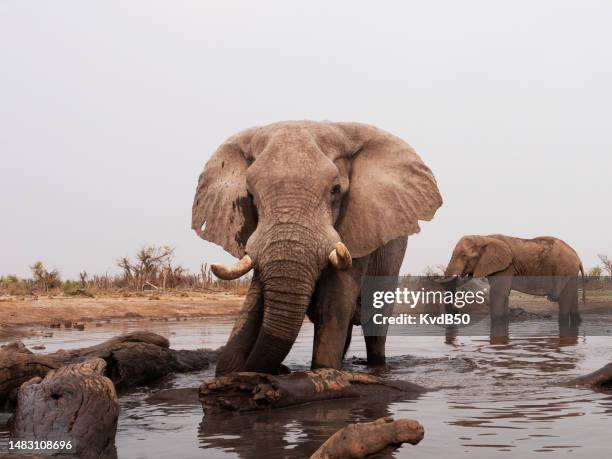 elephants at a waterhole in botswana, khwai private reserve. - wildlife reserve stock pictures, royalty-free photos & images