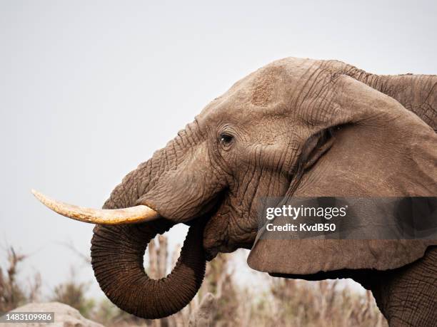 elephants at a waterhole in botswana, khwai private reserve. - animal nose stockfoto's en -beelden