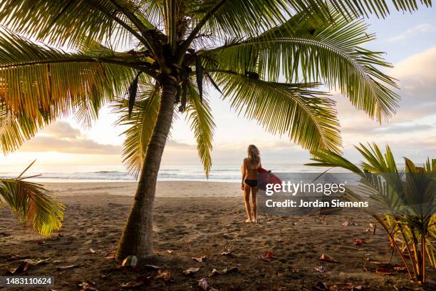 a woman holding a surfboard watching the sunrise under a palm tree. - costa rica bildbanksfoton och bilder