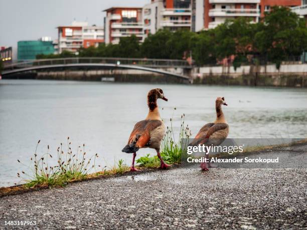 egyptian ducks roam freely in the center of strasbourg. - ganso do egipto imagens e fotografias de stock