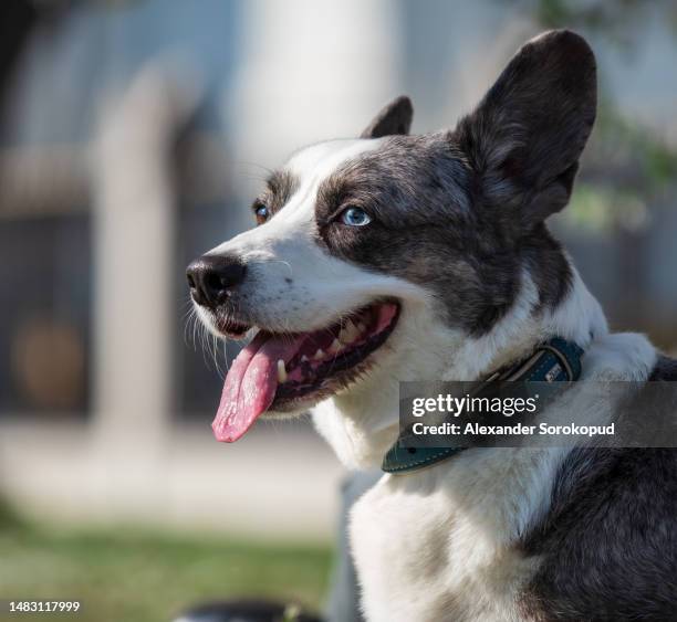 a gray dog of the welsh corgi cardigan breed is basking in the sun. - cardigan welsh corgi stock pictures, royalty-free photos & images