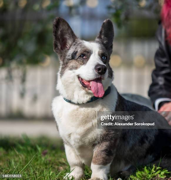 a gray dog of the welsh corgi cardigan breed is basking in the sun. - welsh-cardigan-corgi stockfoto's en -beelden