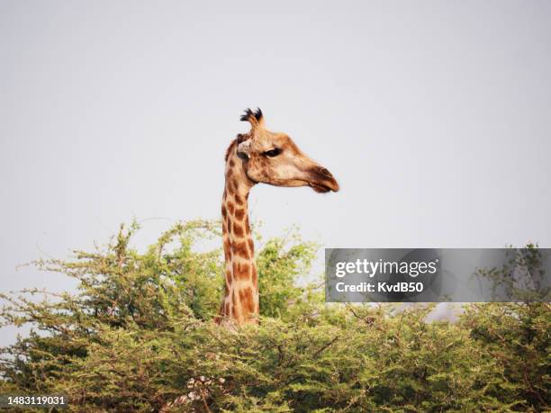 ein girav, der sich hinter einem akazienbaum versteckt - giraffe stock-fotos und bilder