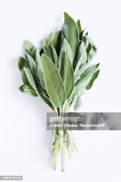 fresh sage bunch tied with string - sage stockfoto's en -beelden