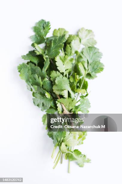 fresh cilantro bunch tied with string - koriander stock-fotos und bilder