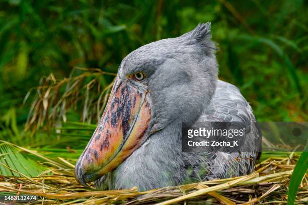 巣の上のハシビロコウノトリ - shoebilled stork ストックフォトと画像