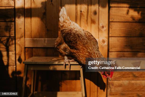 a beautiful red hen in a potting shed - criador de animales fotografías e imágenes de stock