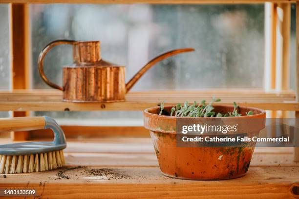 a terracotta pot containing newly sprouted cornflower - scheuerbürste stock-fotos und bilder