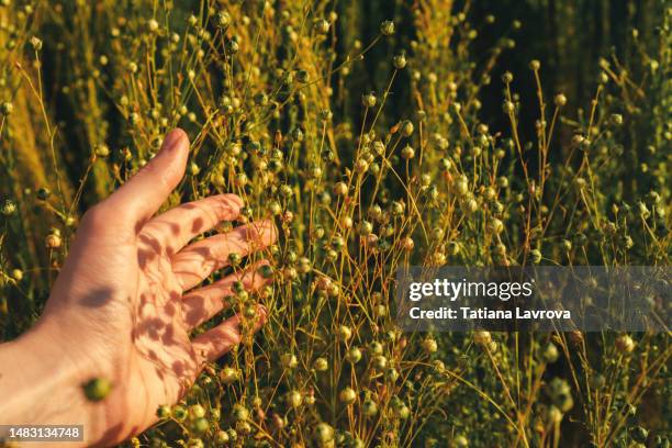 hand touching field of beautiful uncultivated yellow and green flowers. natural calming wildlife. floral background with copy space - buttercup stock pictures, royalty-free photos & images