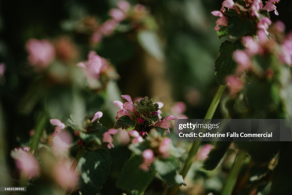 Close-up of Purple Dead Nettle plant