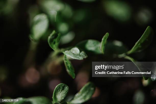 close-up of water droplets on a small leaf - blumenerde stock-fotos und bilder