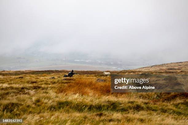 person in a field with a sheep in england heavy fog overcast weather - pursuit sports competition format stock pictures, royalty-free photos & images