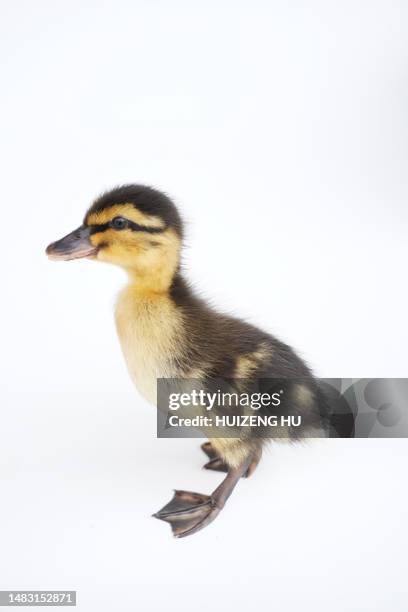 young duckling - brown duckling stock pictures, royalty-free photos & images