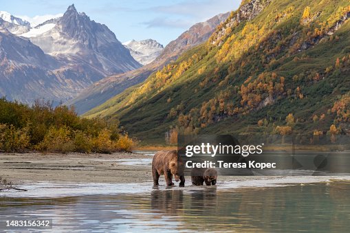 Mother brown bear and cub in front of Magnificent Alaskan Landscape, Lake Crescent, Lake Craig National Park in Alaska