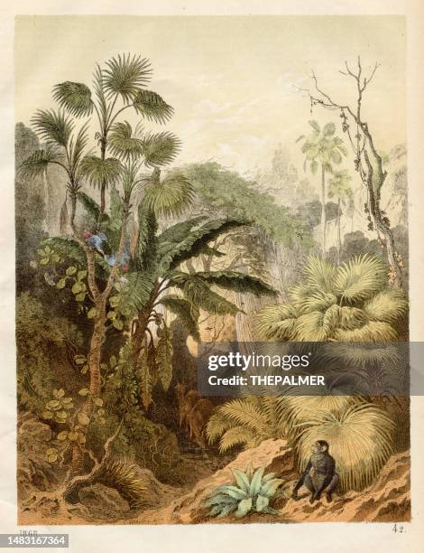 afrikanische vegetation und tiere chromolithografie 1868 - lithographie stock-grafiken, -clipart, -cartoons und -symbole