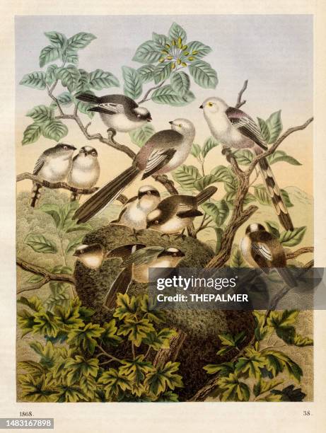 the long-tailed tit chromolithograph 1868 - tit stock illustrations