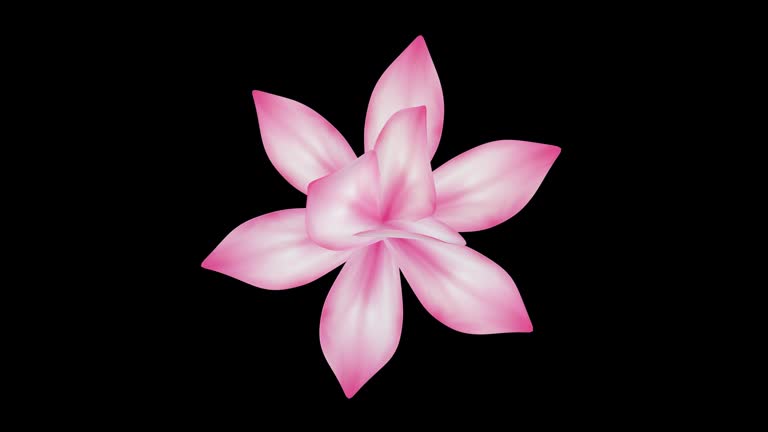 Top View Animation Blooming Magnolia Flower 3D Top View Animation With Alpha Matte 동영상 ...