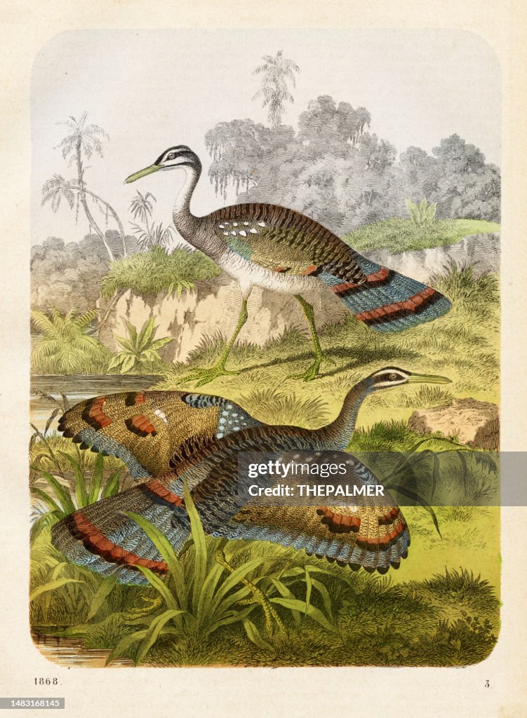 Little egret birds Chromolithograph 1868