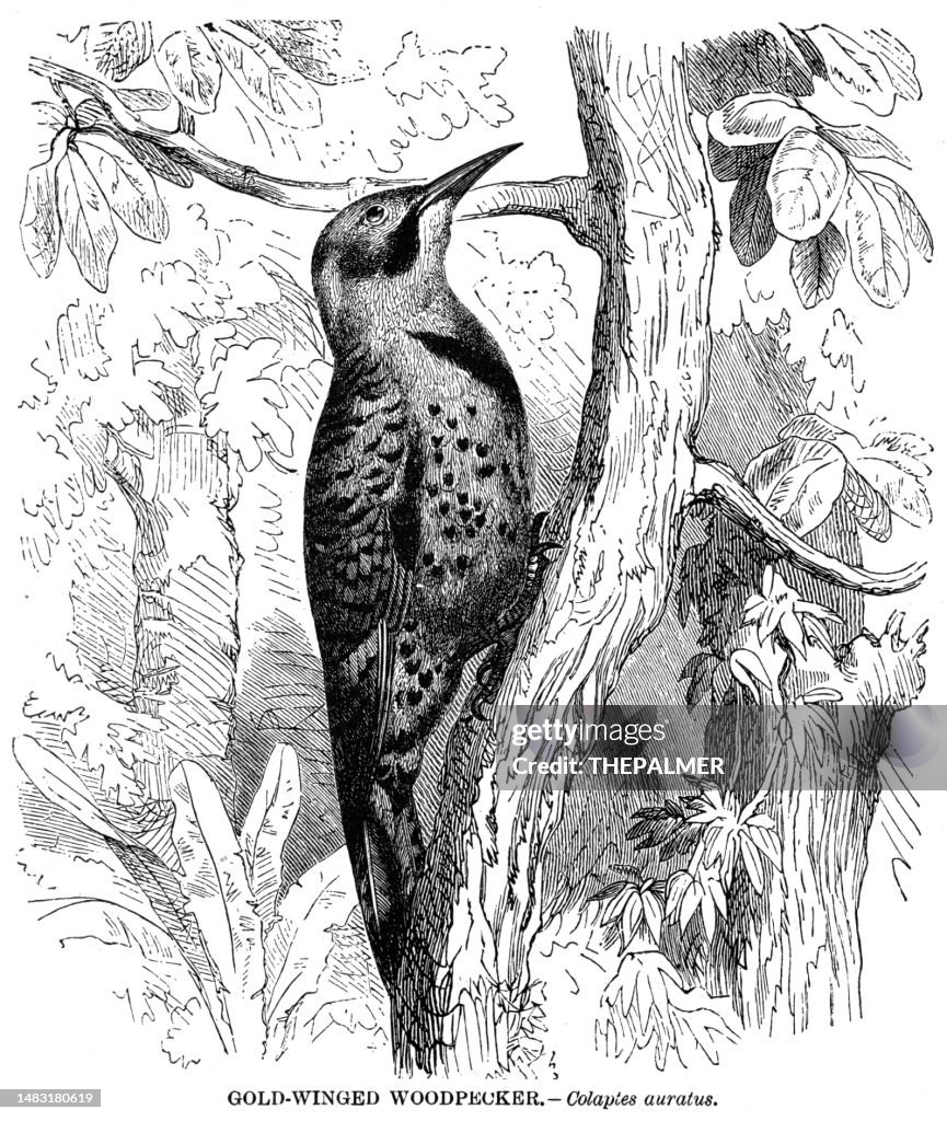Gold winged woodpecker bird engraving illustration 1892
