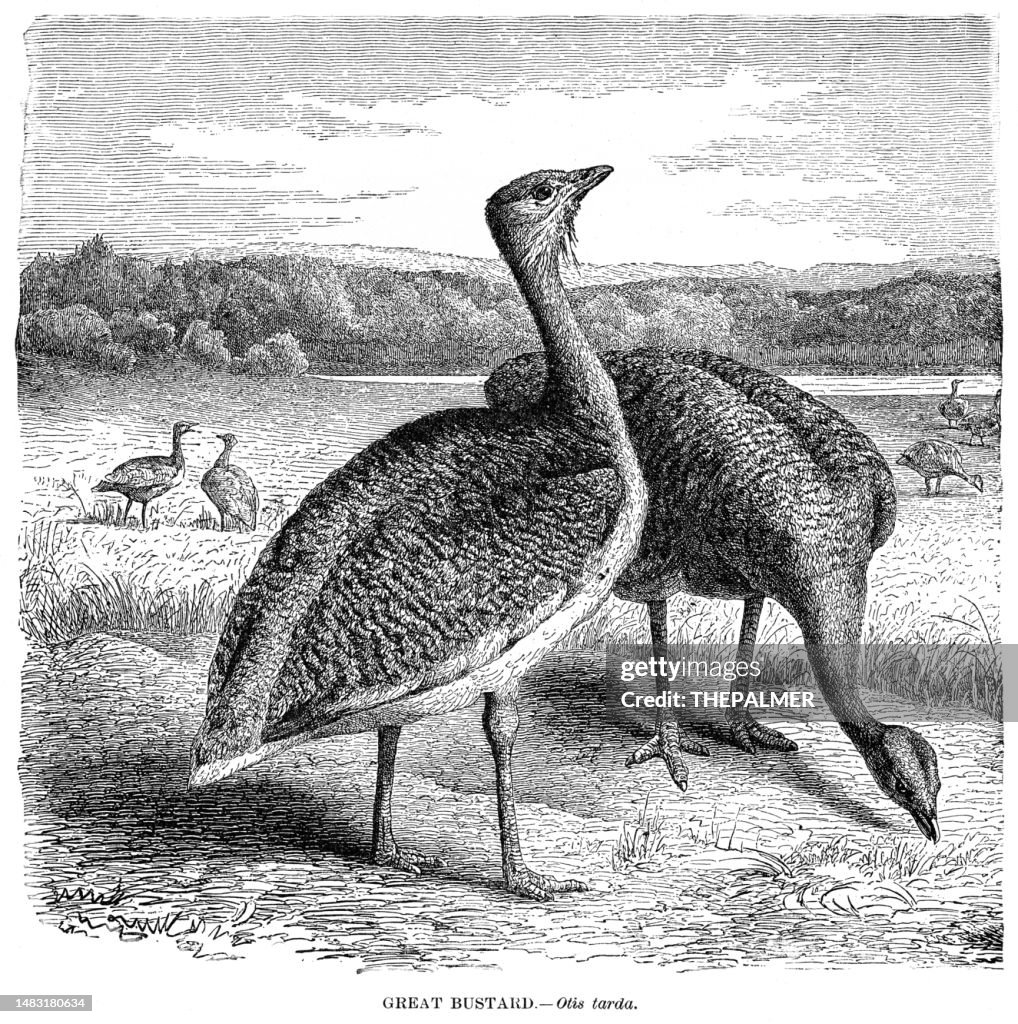 Great bustard bird engraving illustration 1892