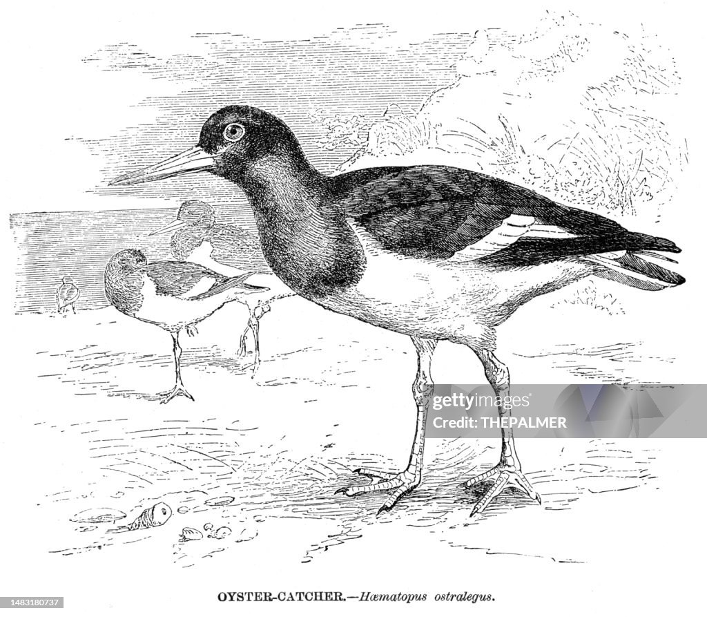 Oystercatcher bird engraving illustration 1892