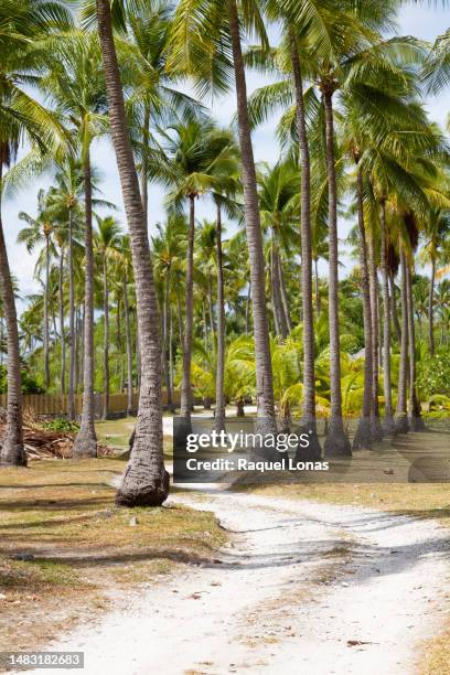 grove of coconut palm trees with winding path of sand - rangiroa atoll stock pictures, royalty-free photos & images