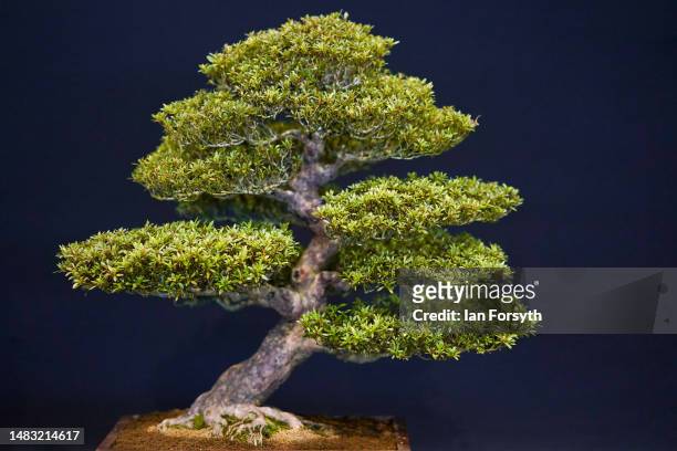 Rhododendron indicum 'Kinsai' Bonsai tree is displayed during staging day preparation for the Spring Flower Show on April 19, 2023 in Harrogate,...