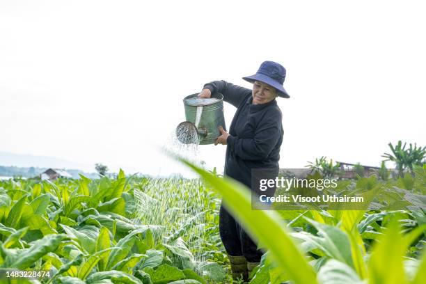 farmers are watering tobacco plants in tobacco plantation. - thailand us farm trade health stock pictures, royalty-free photos & images