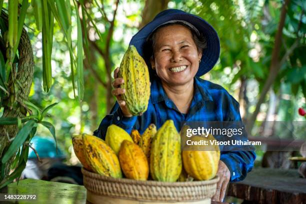 cocoa beans,raw cacao fruit harvest, farmer picking up cocoa pods. - cocoa plantation stock-fotos und bilder