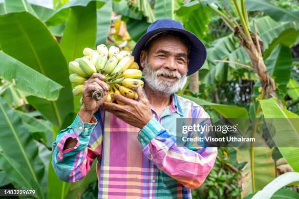 asian farmer holding green banana in a banana field is preparing for the harvest. - banana tree stock pictures, royalty-free photos & images