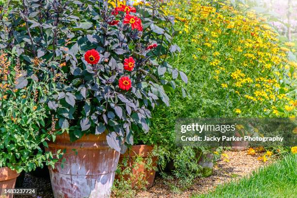 close-up image of summer dahlia and coreopsis flowers planted in terracotta pots in an english garden - flower pot stock pictures, royalty-free photos & images