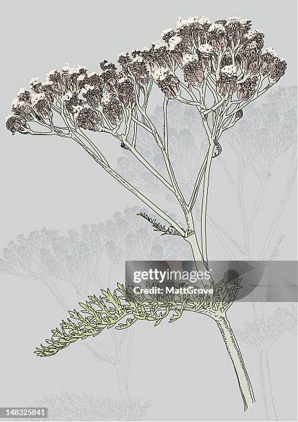 stockillustraties, clipart, cartoons en iconen met herb - cow parsley