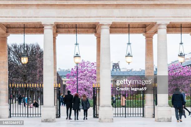 magnolia in palais royal - palais royal stockfoto's en -beelden